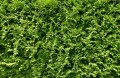 Thuja Smaragd2.jpg