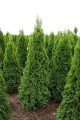 Thuja occidentalis Smaragd.jpg