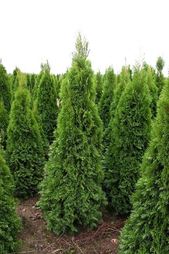 Thuja occidentalis Smaragd.jpg