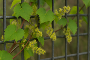 Winorośl pachnąca 'Tomek' C2