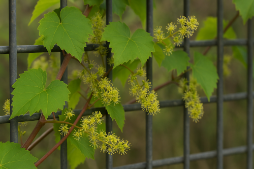 Winorość pachnąca Tomek2.png