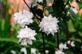 philadelphus-virginalis-7087755_1280.jpg