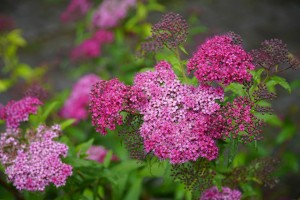 Tawuła japońska 'Anthony Waterer' C2