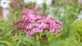 spiraea-japonica-5270678_1280.jpg
