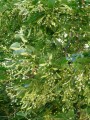 linden-tree-58824_1280.jpg