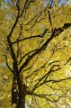 linden-tree-228173_1280.jpg