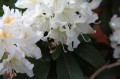 rhododendron-white-3358028_1280.jpg