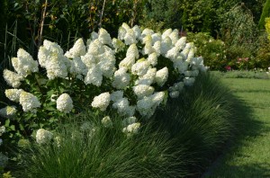 Hortensja bukietowa 'Polar Bear' PBR C5