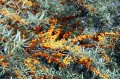 sea-buckthorn-417956_1280.jpg