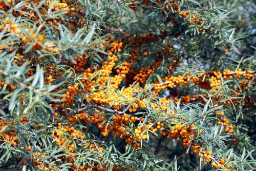 sea-buckthorn-417956_1280.jpg