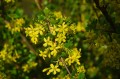 gold-currant-324499_1280.jpg
