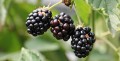 pexels-pixabay-134581.jpg
