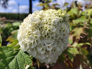 Hortensja dębolistna 'Tara' C3