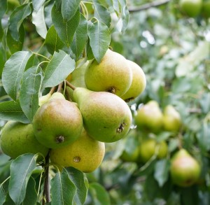 Grusza 'Carola' (GK)