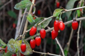 Jagoda Goji 'Big Lifeberry' (kolcowój) K4