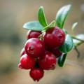 fruit-6953246_1280.jpg