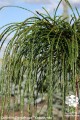 Th. plic. Whipcord Pa (4) (Kopiowanie).jpg
