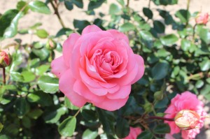 Róża rabatowa 'Schackenborg' C3