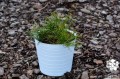 Pinus mugo (7).jpg