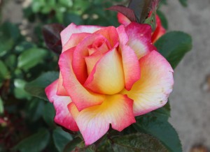 Róża wielkokwiatowa 'Sheila's Perfume' (Pa) C4