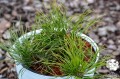 Pinus mugo (9).jpg