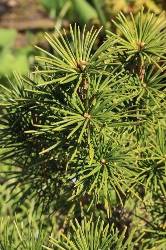 umbrella-pine-6213349_1280.jpg