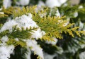thuja-3129739_1280.jpg