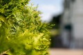 thuja-6955232_1280.jpg