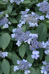 Hortensja piłkowana 'Bluebird' C3