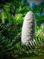 pine-cone-1670864_1280.jpg