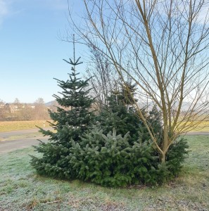 Jodła kaukaska 'Robusta' C2