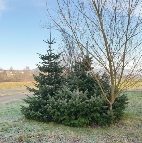 north-man-fir-4845459_1280.jpg