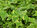 kriemer-ivy-1160646_1280.jpg