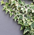 nika_akin-ivy-4740347_1280.jpg