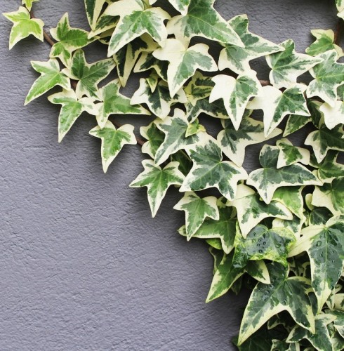 nika_akin-ivy-4740347_1280.jpg