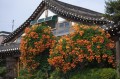 kimdaejeung-campsis-3428033_1280.jpg
