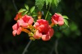 heungsoon-campsis-4291087_1280.jpg