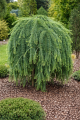 Larix kaempferi 'Stiff Weeper'.png