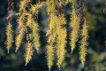 jhenning-larch-7667983_1280.jpg