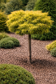 Juniperus Gold Star.png