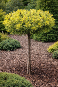 Sosna hakowata 'Tukan' (Pa) C10