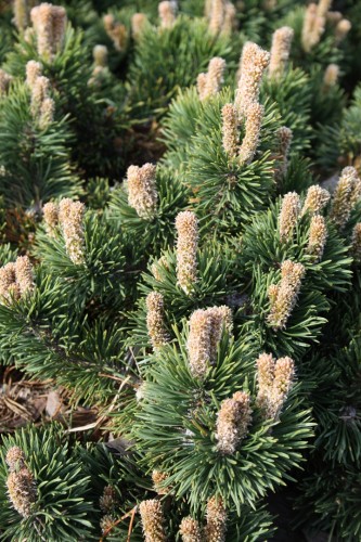 Pin. mu. Jakobsen (9) (Kopiowanie).JPG