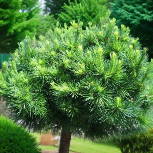kórnik.png
