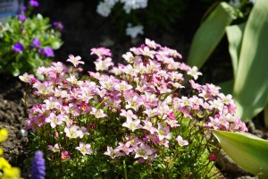 Skalnica Alpino Early™ 'Picotee' C2