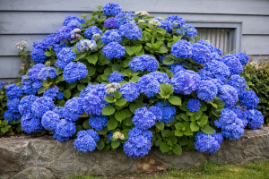 Hortensja ogrodowa 'Early Blue' C2