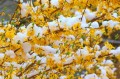 manfredrichter-forsythia-7112042_1280.jpg