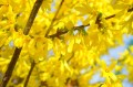 hans-forsythia-324054_1280.jpg
