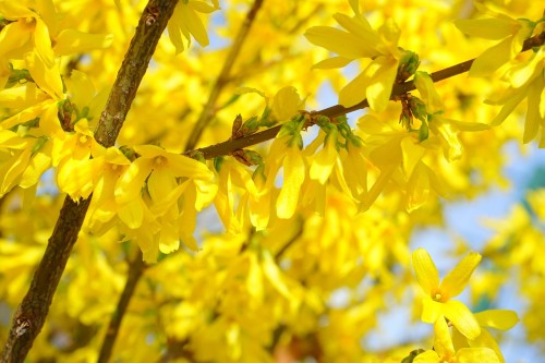 hans-forsythia-324054_1280.jpg