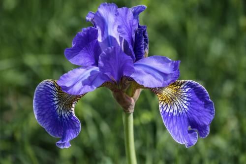 kosaciec syberyjski.png