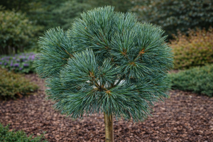 Sosna giętka 'Lil Wolf' (Pa) C5